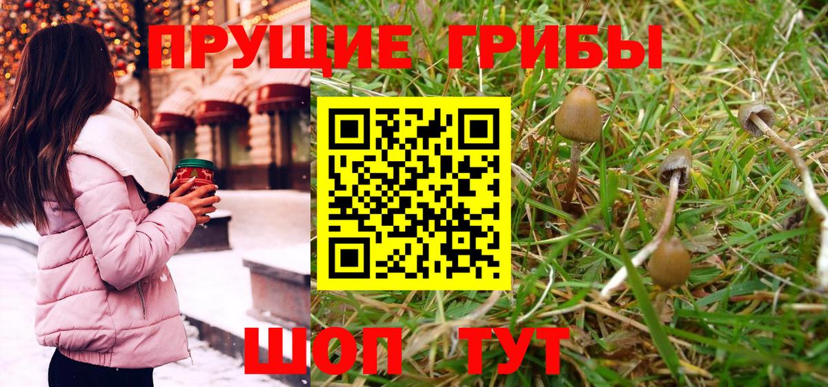 Псилоцибиновые грибы Psilocybe Скопин